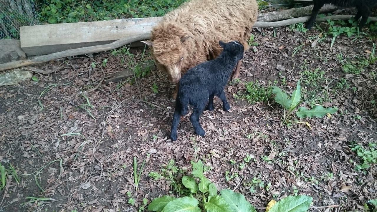 Ferme Familiale Chez Lili Villa Alex ภายนอก รูปภาพ